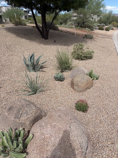 Desert landscape with cacti and succulents